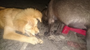 0419満室経営 (3)