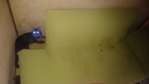 0825うんこ製造生命体と思考の現実化について3